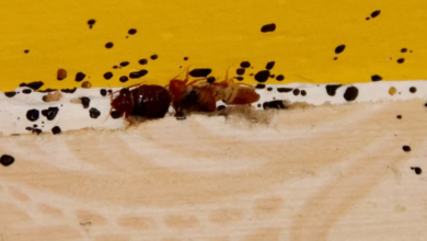 Can Bed Bug Bites Spread Disease? The Truth Revealed