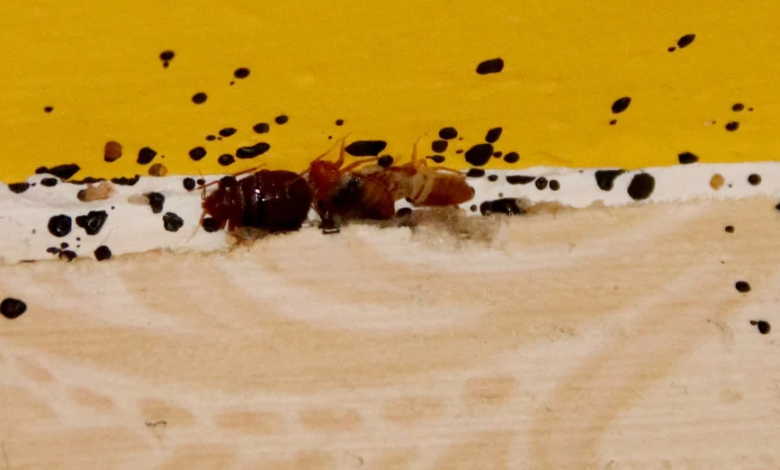 Can Bed Bug Bites Spread Disease? The Truth Revealed