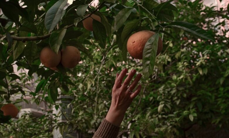 audience reach expansion strategies