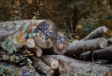 registry logs review five entries identified